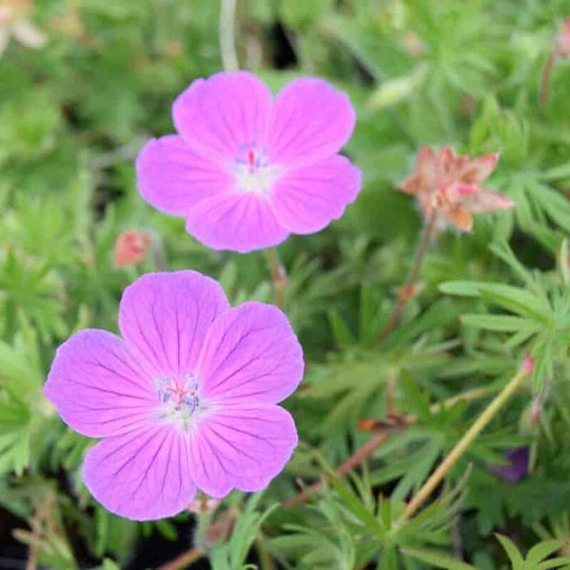 Geranium sanguineum ---